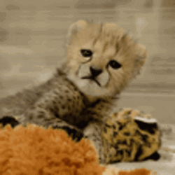 Cheetah Baby Cub Licking