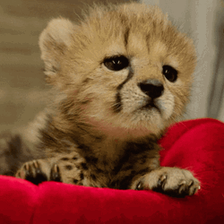 Cheetah Baby Looking Around