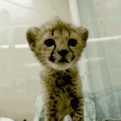 Cheetah Cub Baby Cute Ears
