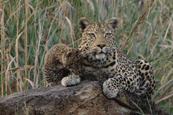 Cheetah Cub Snuggles Mother