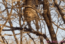Cheetah Falls From Tree