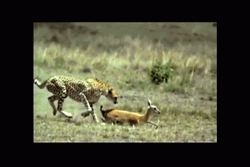Cheetah Grabs Gazelle Slow Motion