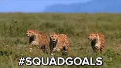 Cheetah Hunting Together #squadgoals