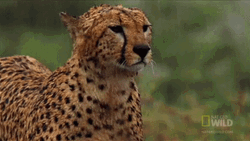 Cheetah In The Rain