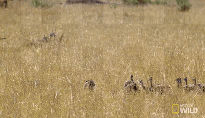 Cheetah Jumping While Giraffe Looks On GIF
