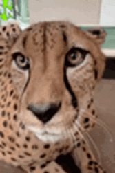 Cheetah Looks At The Camera