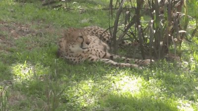 Cheetah Lying In Grass Under Tree GIF