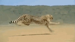 Cheetah Running At Fastest Speed GIF