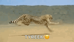 Cheetah Running Faster GIF