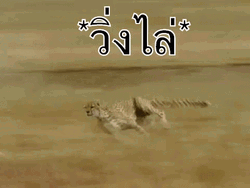 Cheetah Running Full Speed GIF