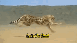 Cheetah Running Lets Go Raid GIF
