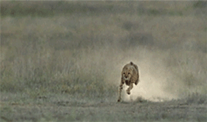 Cheetah Running Race With Antelope GIF