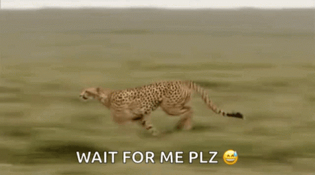 Cheetah Running Wait For Me GIF