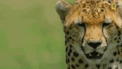 Cheetah Shaking Head
