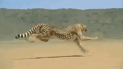 Cheetah Sprinting Desert Sands
