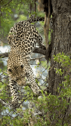 Cheetah Tree Climbing
