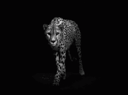 Cheetah Walking Black And White