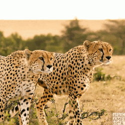 Cheetahs Hunting Together Stalking