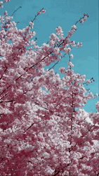 Cherry Blossom 4K Wallpaper GIF