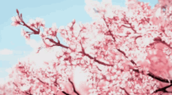 Cherry Blossom Anime Tree GIF