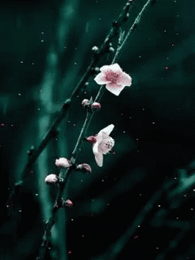 Cherry Blossom Branch With Pink Flowers GIF