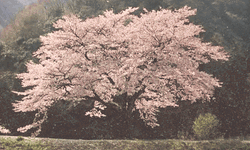 Cherry Blossom Cha No Aji GIF