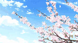 Cherry Blossom Clear Skies GIF