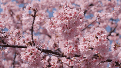 Cherry Blossom Fresh Pink GIF