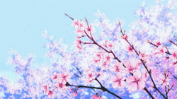 Cherry Blossom Kawaii Pink Anime GIF