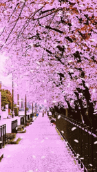 Cherry Blossom National Festival GIF