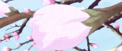 Cherry Blossom Petal Blooming GIF