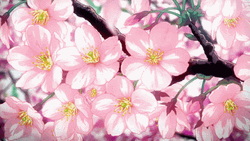 Cherry blossom anime girls 1080P, 2K, 4K, 5K HD wallpapers free download |  Wallpaper Flare