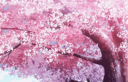 Cherry Blossom Sakura Tree GIF