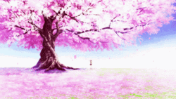 Cherry Blossom Sakura Tree Fall Beautiful GIF