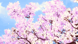 Cherry Blossom Selective Focus Animation GIF