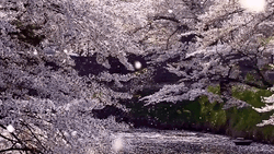 Cherry Blossom Snowflakes GIF