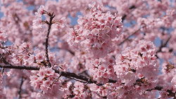 Cherry Blossom Spring Pink GIF