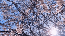 Cherry Blossom Sunburst GIF