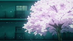 Cherry Blossom Takaki Tōno 5 Centimeters/Second GIF