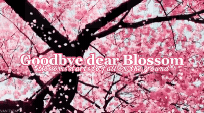 Cherry Blossom Tree Goodbye Dear Blossom GIF