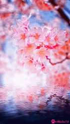 Cherry Blossom Water Flow GIF
