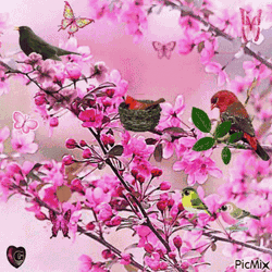 Cherry Blossoms Nature GIF