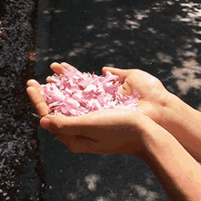 Cherry Blossoms Sakura Pink Flowers Flying Away GIF