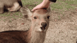 Chewing Deer Head Pat GIF