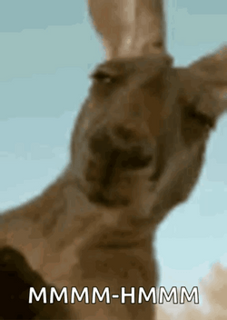 Chewing Kangaroo Mhm GIF