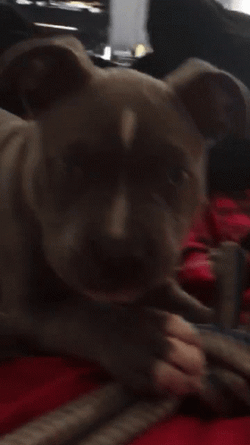 Chewing Pitbull GIF