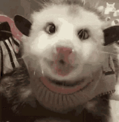 Chewing Shirted Possum GIF