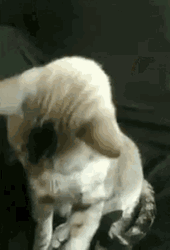Chic Cool Cat  Put On Sunglasses GIF