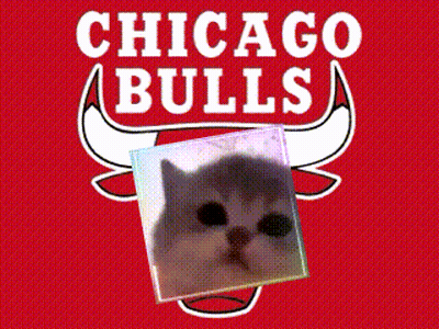 Chicago Bulls Logo With Cat GIF