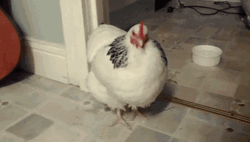 Chicken Cold Sneezing GIF